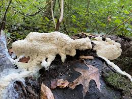 Attēlu rezultāti vaicājumam “Brefeldia maxima plasmodium”