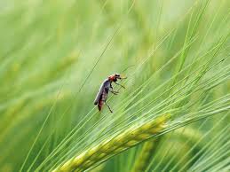 Attēlu rezultāti vaicājumam “Cucujidae”