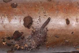 Attēlu rezultāti vaicājumam “Scardia boletella pupa”