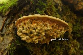 Attēlu rezultāti vaicājumam “Agathomyia wankowiczii”