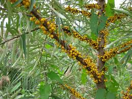 Attēlu rezultāti vaicājumam “Hippophae rhamnoides”