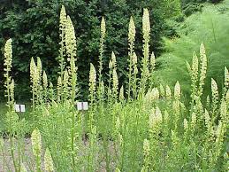 Image result for Reseda luteola