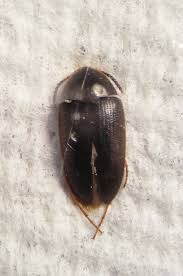 Attēlu rezultāti vaicājumam “Tetratomidae”