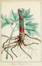 Attēlu rezultāti vaicājumam “Angelica archangelica fruit”