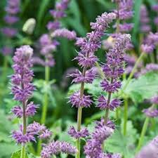 Attēlu rezultāti vaicājumam “Salvia verticillata flower”