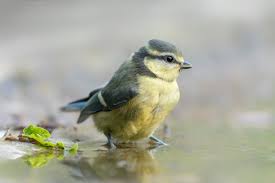 Attēlu rezultāti vaicājumam “Cyanistes caeruleus juvenile”