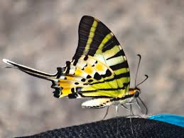 Image result for Papilionoidea