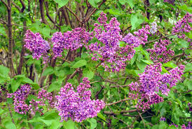 Attēlu rezultāti vaicājumam “Syringa vulgaris fruit”