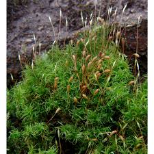 Attēlu rezultāti vaicājumam “Cynodontium strumiferum”