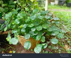Attēlu rezultāti vaicājumam “Hydrocotyle vulgaris fruit”