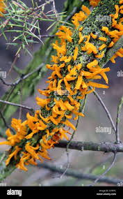 Attēlu rezultāti vaicājumam “Gymnosporangium sabinae”