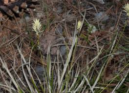 Attēlu rezultāti vaicājumam “Carex caryophyllea leaf”