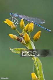Attēlu rezultāti vaicājumam “Platycnemis pennipes male”