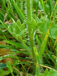 Attēlu rezultāti vaicājumam “Saxifraga granulata leaf”