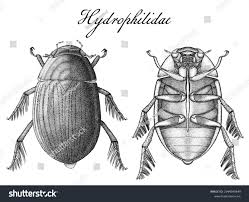 Attēlu rezultāti vaicājumam “Hydrophilidae”
