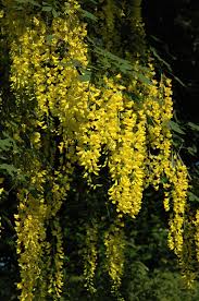 Attēlu rezultāti vaicājumam “Laburnum”