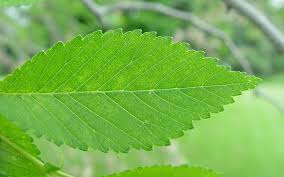 Attēlu rezultāti vaicājumam “Ulmus laevis leaf”