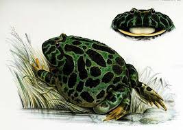 Image result for Ceratophrys ornata
