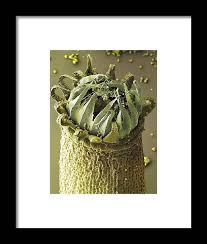 Attēlu rezultāti vaicājumam “Homalothecium sericeum”