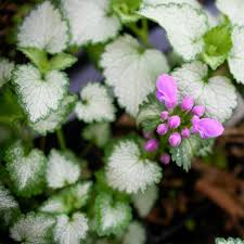 Attēlu rezultāti vaicājumam “Lamium maculatum”