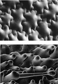 Attēlu rezultāti vaicājumam “Antirrhinum majus leaf”