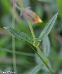Attēlu rezultāti vaicājumam “Helianthemum nummularium leaf”