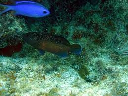 Image result for Cephalopholis fulva