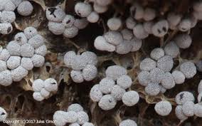 Attēlu rezultāti vaicājumam “Physarum diderma macro”