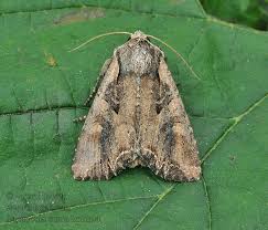 Attēlu rezultāti vaicājumam “Lacanobia suasa”