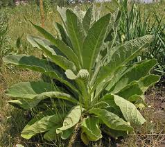 Attēlu rezultāti vaicājumam “Verbascum thapsus leaf”