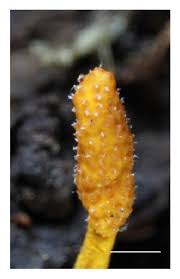 Attēlu rezultāti vaicājumam “Cordyceps stylophora”