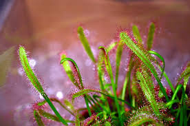 Attēlu rezultāti vaicājumam “Droseraceae”