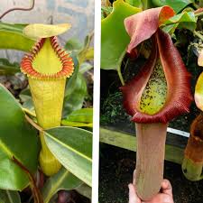 Attēlu rezultāti vaicājumam “Edwardsiana geometrica”