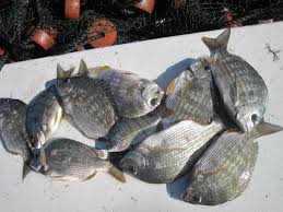 Image result for Archosargus rhomboidalis