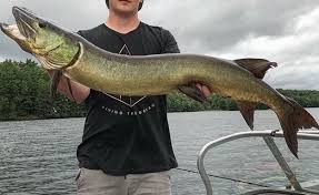 Image result for Esox masquinongy