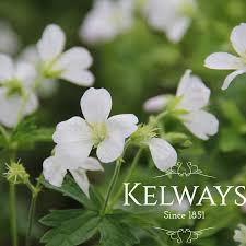 Attēlu rezultāti vaicājumam “Geranium sylvaticum flower”