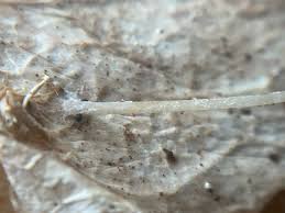 Attēlu rezultāti vaicājumam “Hemitrichia leiotricha spores”