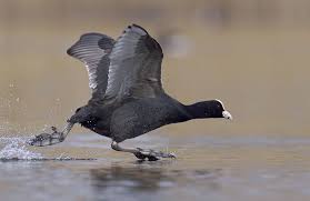 Attēlu rezultāti vaicājumam “Fulica atra adult”