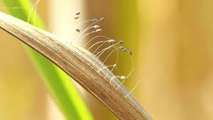 Attēlu rezultāti vaicājumam “Comatricha sp.”