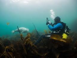 Image result for Wyndley Seals Snorkelling Club