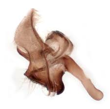 Attēlu rezultāti vaicājumam “Cochylis dubitana”