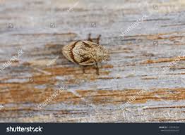 Attēlu rezultāti vaicājumam “Lepyronia coleoptrata”