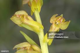 Attēlu rezultāti vaicājumam “Coeloglossum viride flower”