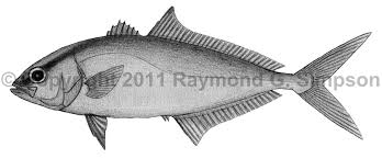 Image result for Seriola rivoliana