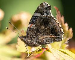 Attēlu rezultāti vaicājumam “Vanessa atalanta”