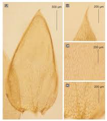 Attēlu rezultāti vaicājumam “Plagiothecium sp.”