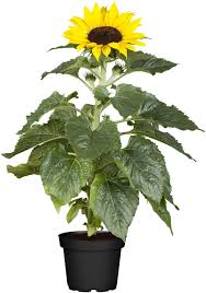 Image result for Sonnenblume