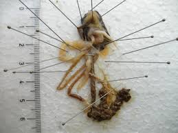 Attēlu rezultāti vaicājumam “Arion lusitanicus adult”