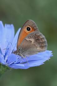 Attēlu rezultāti vaicājumam “Coenonympha pamphilus”