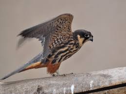 Attēlu rezultāti vaicājumam “Falco subbuteo”